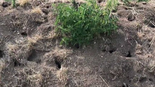 Přemnožení hraboše polního - spor o hubení hrabošů