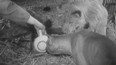 Přátelé lev, fena a její štěňata (1957)