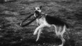 Tančící pes (1959)