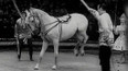 Zvláštní představení moskevského koňského cirkusu (1967)