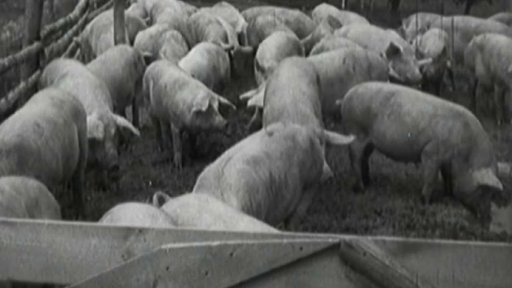 Jedna z nejlepších výkrmen v Libereckém kraji (1949)