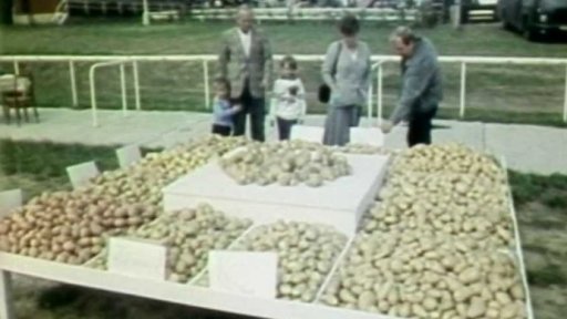 JZD Košetice je špičkovým pěstitelem brambor (1989)