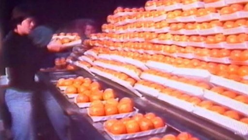 Spartakiádní nápor pro Velkosklad ovoce a zeleniny (1980)