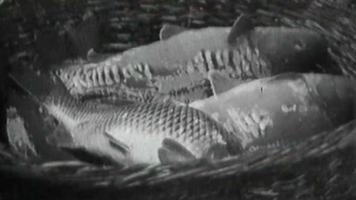 Třeboňští kapři (1949)