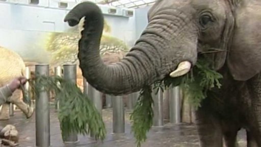 Sloni ze zoo si pochutnávají na stromečcích (2009)