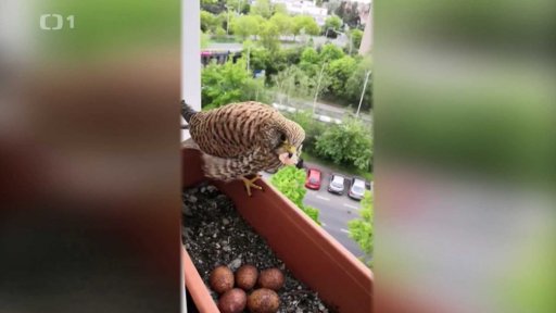 Spořilovské poštolky