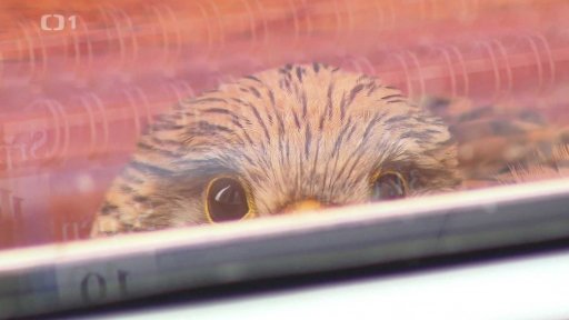 Poštolky se vylíhly