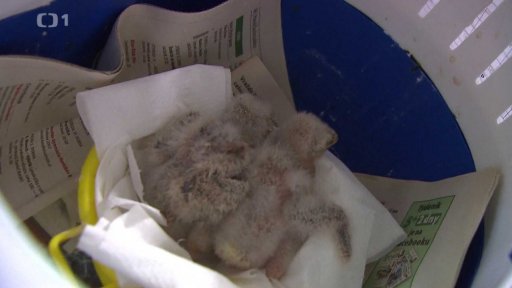 Poštolky ze Spořilova