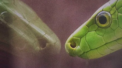 Globální problém hadích uštknutí