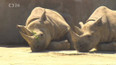 Přesun nosorožců ze zoo ve Dvoře Králové do Rwandy