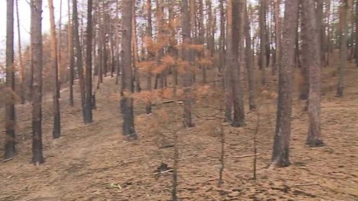 Velké lesní požáry ve světě