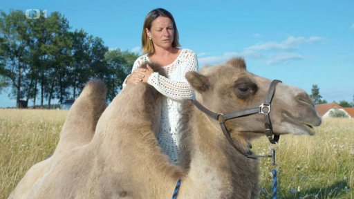 Velbloudí farma
