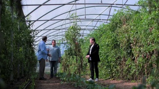 Pomodoro di Sorrento