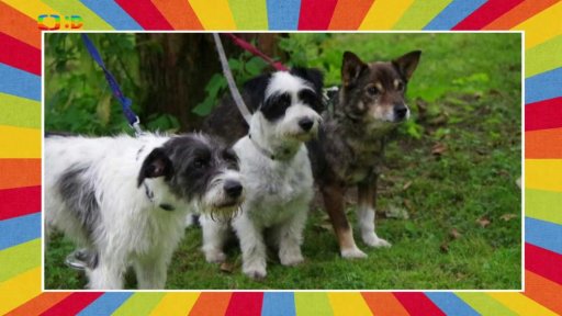 Voříškiáda Karla Čapka