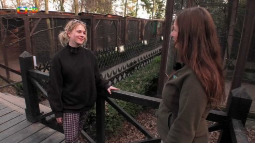 Příroda: Sýček obecný