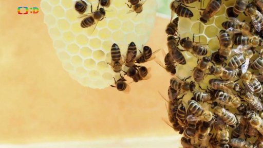 Příroda: Včel kriticky ubývá