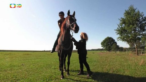 Příroda: Rozumí nám koně?