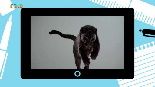 Příroda: Černý panter