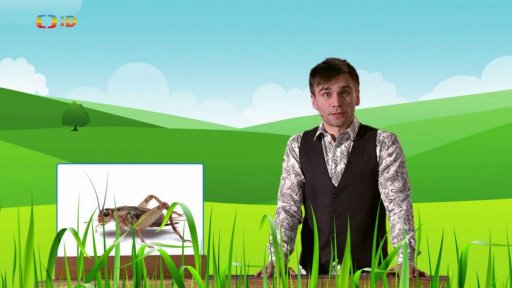 Zaostřeno na: Cvrček muzikant