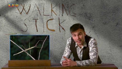 Zaostřeno na: Neviditelná zvířata