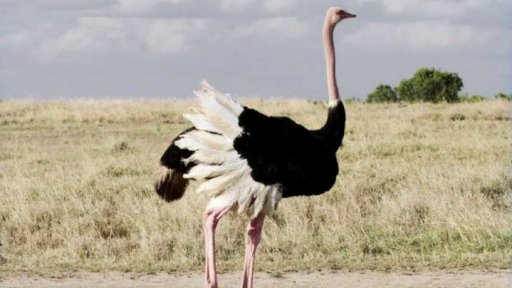 Zaostřeno na: pštros