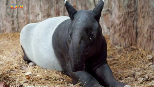 Zaostřeno na: Tapír