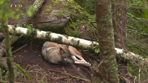 TýYó na výletě – Šumava: Vlci na Šumavě
