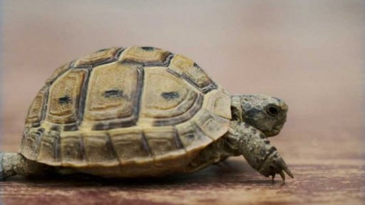 Zaostřeno na: Proč je želva pomalá?