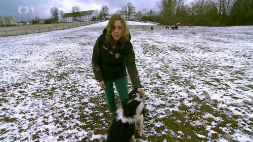 Trendy v krmivech pro psy