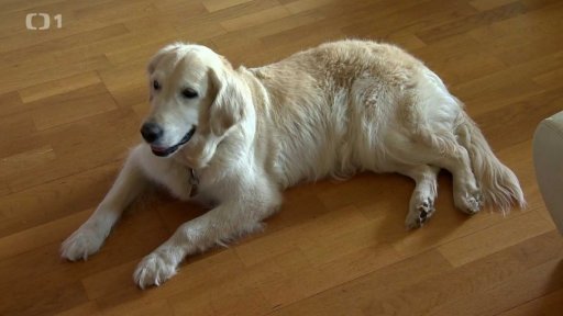 Cestujeme s čtyřnohým přítelem