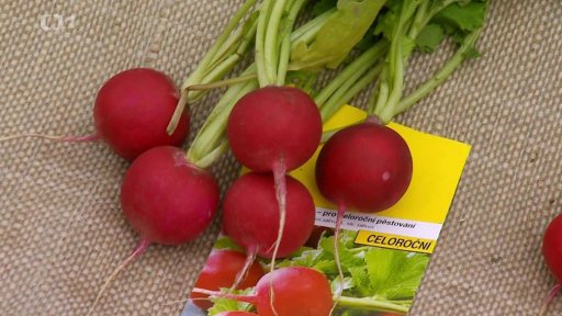 Domácí šlechtění zeleniny