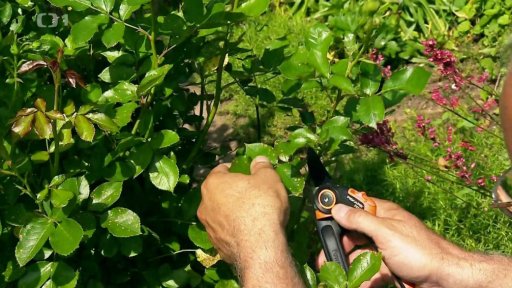 Červen na zahrádce