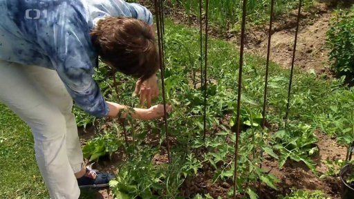 Plodová zelenina během vegetace