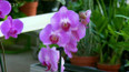 Péče o orchideje