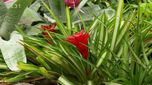 Bromélie jako vánoční květina