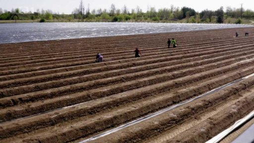 Pěstování chřestu