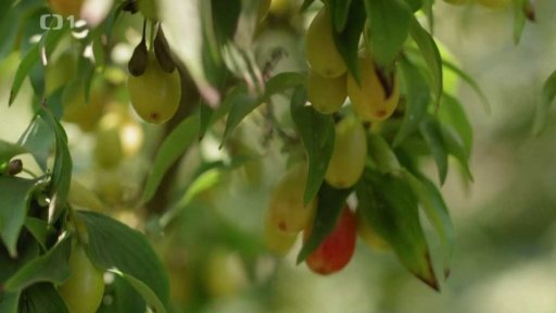 Dřínky a muchovníky