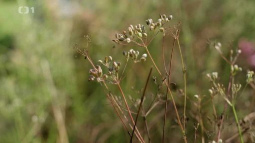 Babiččino koření