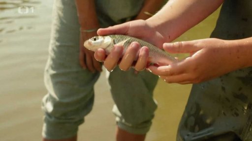 Štika, okoun, tloušť