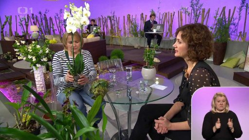 Péče o orchideje + pozvánka na výstavu