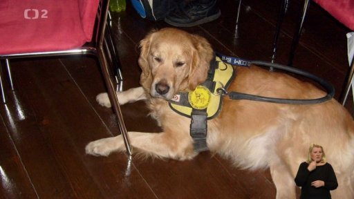 Příběh nevidomé Petry a jejích psů