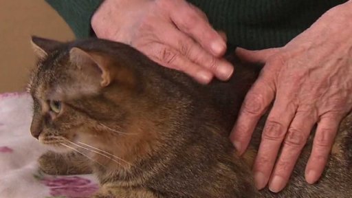 Nabídka koček z Krupky u Teplic