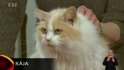 Nabídka koček z Černiv