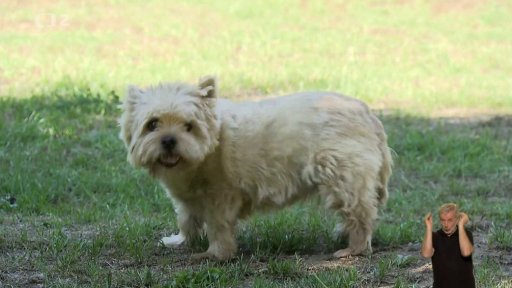 Norwich a Norfolk teriér