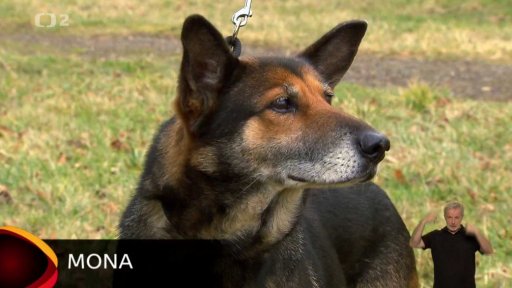 Nabídka psů z Jimlína