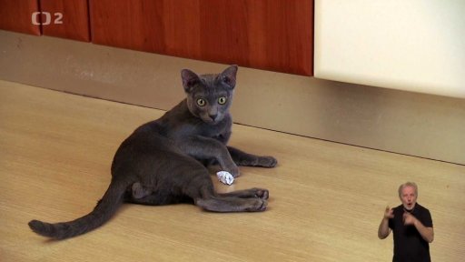 Kočka plemene korat