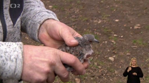 Pták roku: hrdlička divoká