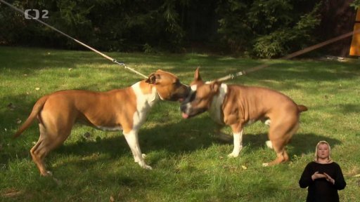 Americký stafordshirský teriér