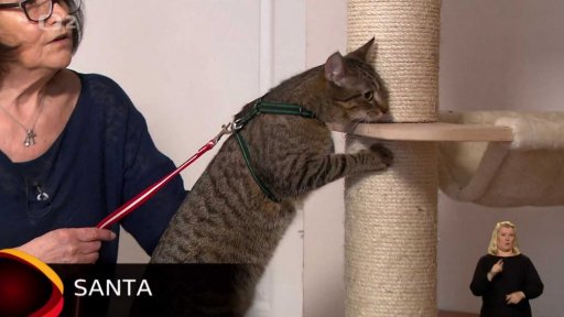 Nabídka koček z Klecan