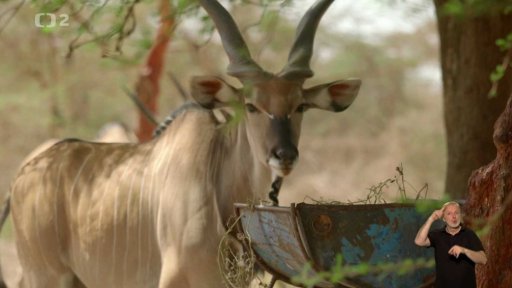 Češi chrání antilopy v Senegalu